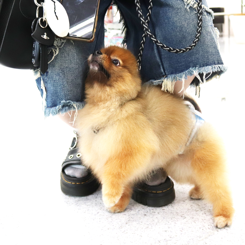 卒業犬のローラちゃんとごろうまるくん☆